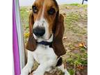 Basset Hound Puppy for sale in Thousand Oaks, CA, USA