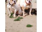 Olde English Bulldogge Puppy for sale in New York, NY, USA