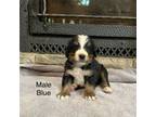 Bernese Mountain Dog Puppy for sale in Mc Caysville, GA, USA