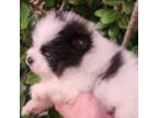 Pomeranian Puppy for sale in Miami, FL, USA