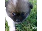 Pomeranian Puppy for sale in Anderson, SC, USA