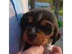 Beagle Puppy for sale in Knox, IN, USA