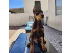 Doberman Pinscher Puppy for sale in Corona, CA, USA