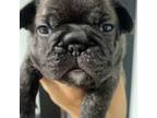 French Bulldog Puppy for sale in Charleston, SC, USA