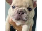 French Bulldog Puppy for sale in Charleston, SC, USA