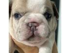 French Bulldog (Grey & White)