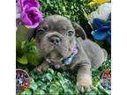 French Bulldog Puppy for sale in Summerfield, FL, USA