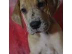 Great Dane Puppy for sale in Alvarado, TX, USA