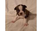 Boston Terrier Puppy for sale in Tifton, GA, USA