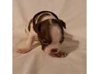 Boston Terrier Puppy for sale in Tifton, GA, USA