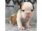 Bulldog Puppy for sale in Corbin, KY, USA