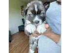 Siberian Husky Puppy for sale in Norwalk, CT, USA