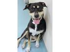 Nina Mixed Breed (Medium) Adult Female