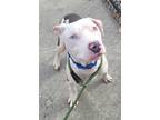 Caillian American Pit Bull Terrier Young Male
