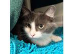 Monte Domestic Shorthair Adult Male
