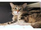 Baylee Domestic Shorthair Adult Male