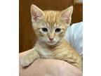 Salsa Domestic Shorthair Kitten Male