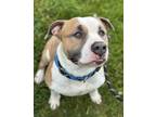 Kelso English Bulldog Adult Male