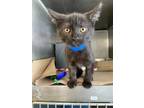 Stelio Domestic Shorthair Young Male