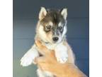 Siberian Husky Puppy for sale in Salem, OR, USA