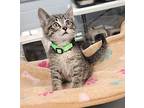 Smoke Domestic Shorthair Kitten Male