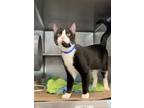 Treble Domestic Shorthair Adult Male