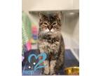 French Toast *PAWSPICE* Domestic Shorthair Senior Female