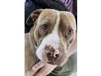 Apple Fritter Mixed Breed (Medium) Adult Male