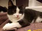 Chilly Willy bonded w Sweetie Domestic Shorthair Kitten Male