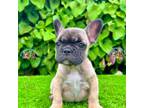 Female French Bulldog (Chloe)