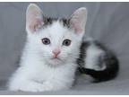 London Denim Domestic Shorthair Kitten Female