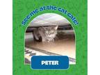 Peter the Great Domestic Shorthair Adult Male