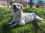 Spot, Terrier (unknown Type, Small) For Adoption In Mountain Center, California