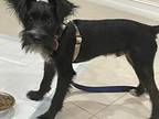 Teagan, Terrier (unknown Type, Medium) For Adoption In Boca Raton, Florida