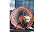 Noodle, Ferret For Adoption In Hinckley, Illinois