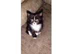 Fuman, Domestic Mediumhair For Adoption In Moses Lake, Washington