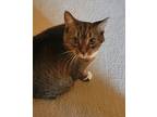 Penny, Domestic Shorthair For Adoption In Grand Rapids, Michigan