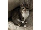Trixie, Domestic Shorthair For Adoption In Grand Rapids, Michigan