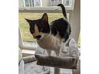 Bing, Domestic Shorthair For Adoption In Grand Rapids, Michigan