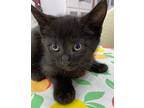 Lionel, Domestic Shorthair For Adoption In Athens, Tennessee
