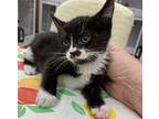 Loretta, Domestic Shorthair For Adoption In Athens, Tennessee