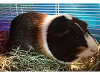 Marsie, Guinea Pig For Adoption In Salisbury, Massachusetts
