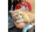 Charlie, Domestic Shorthair For Adoption In Columbus, Ohio