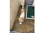 Jackie, Jack Russell Terrier For Adoption In Freedom, Pennsylvania