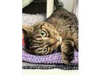 Shane, Domestic Shorthair For Adoption In Guelph, Ontario