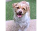 Nougat, Border Terrier For Adoption In Hondo, Texas