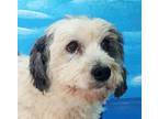 Dalton (mid-east), Ns, Jack Russell Terrier For Adoption In Langley