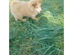Chow Chow Puppy for sale in Indianapolis, IN, USA