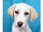 Olivia, Labrador Retriever For Adoption In Hondo, Texas