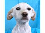 Ella, Labrador Retriever For Adoption In Hondo, Texas